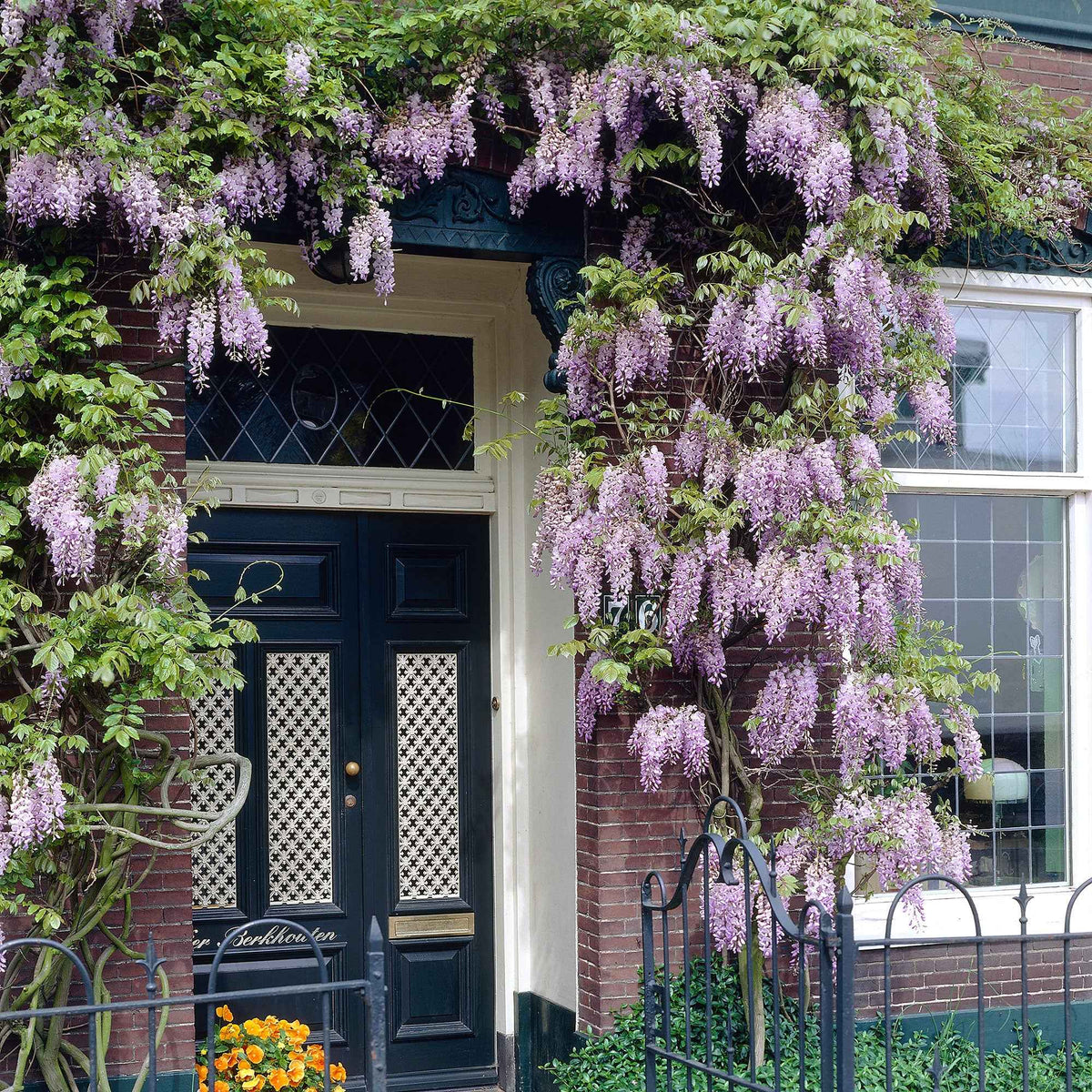 Blauwe regen 'Naga Noda' - Wisteria floribunda 'naga noda' - Bakker