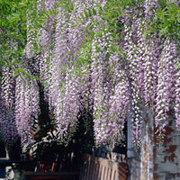 Blauwe regen 'Naga Noda' - Wisteria floribunda 'naga noda' - Heesters en vaste planten