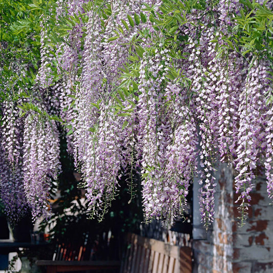 Blauwe regen 'Naga Noda' - Wisteria floribunda 'naga noda' - Heesters en vaste planten