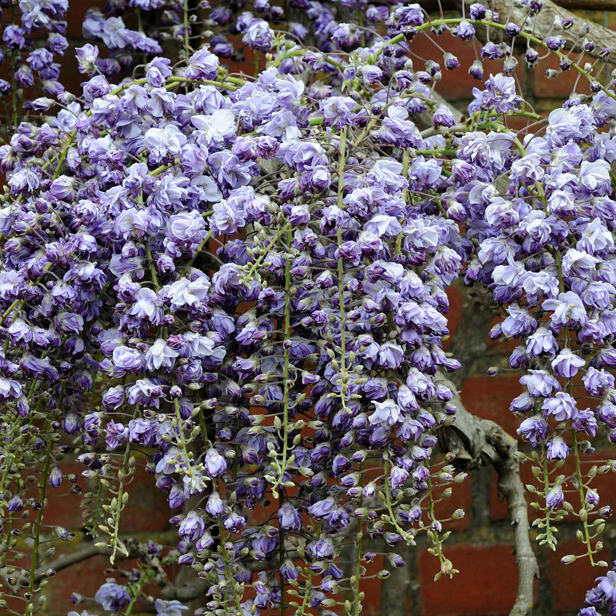 Blauwe regen 'Black Dragon' - Wisteria floribunda 'black dragon' - Bakker