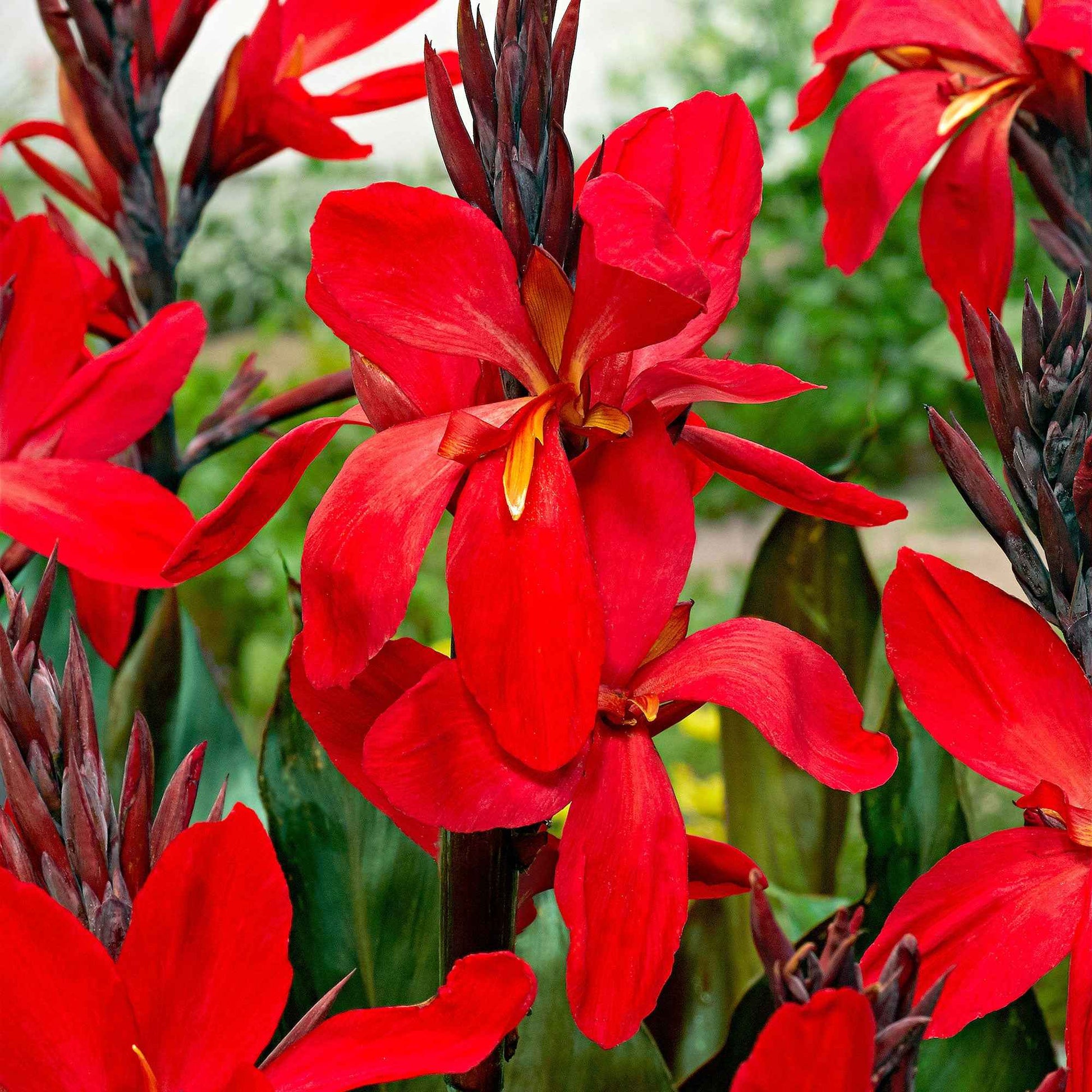 Indisch bloemriet 'Red Futurity' (x2) - Canna 'red futurity' - Bloembollen