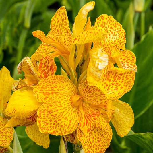 Indisch bloemriet 'Tropical Yellow' (x2) - Canna 'tropical yellow' - Bloembollen