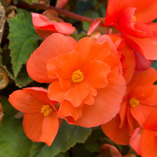 Hangbegonia oranje (x4) - Begonia pendula - Bloembollen