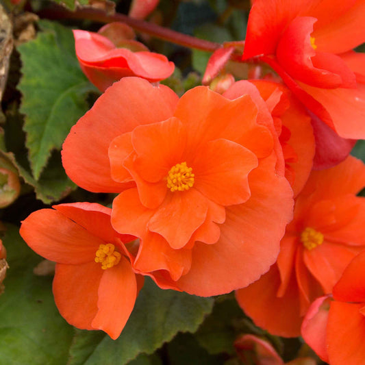Hangbegonia oranje (x4) - Bakker