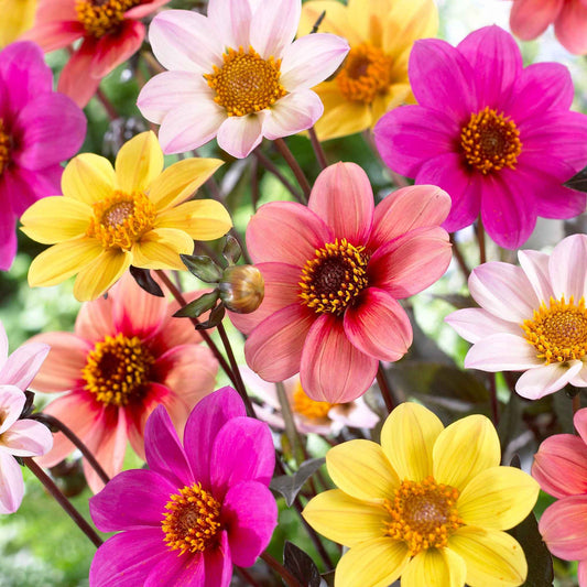 Dahlia - Mix 'Butterfly' (x6) - Bakker