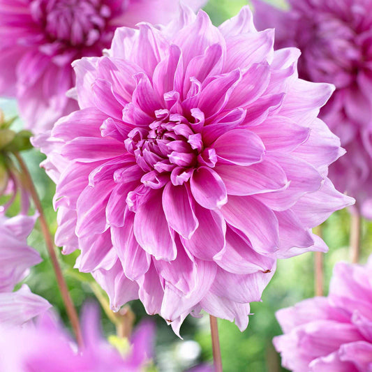 Dahlia 'Lavender Perfection' (x3) - Dahlia 'lavender perfection' - Bloembollen