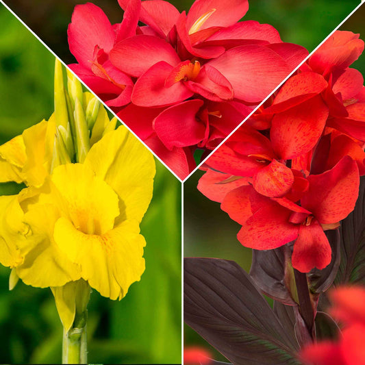 Indisch bloemriet - Mix (x5) - Canna 'richard wallace','red dazzler','city of portland' - Bloembollen