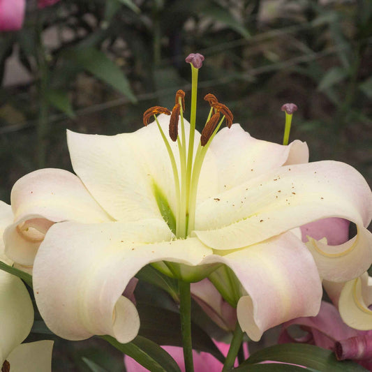 Lelie 'Pretty Woman' (x5) - Lilium 'pretty woman' - Bloembollen