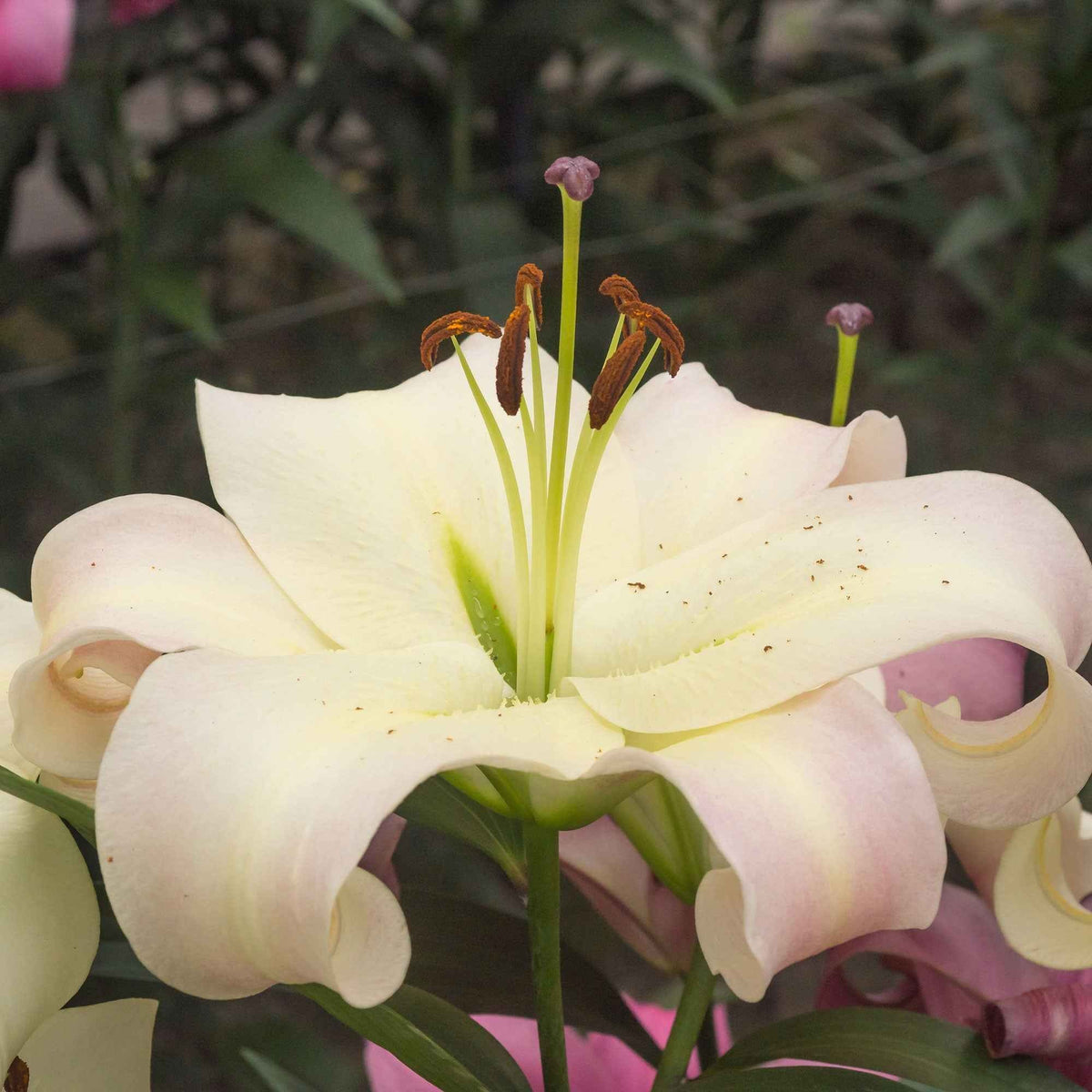 Lelie 'Pretty Woman' (x5) - Bakker