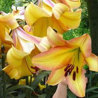 Lelie 'Rising Moon' (x5) - Lilium 'rising moon' - Zomerbloeiers