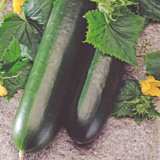 Komkommer 'Johanna' - Cucumis sativus 'johanna' - Moestuin