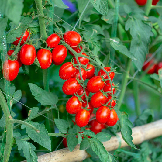Cherrytomaat 'Koralik' - Solanum lycopersicum 'koralik' - Moestuin