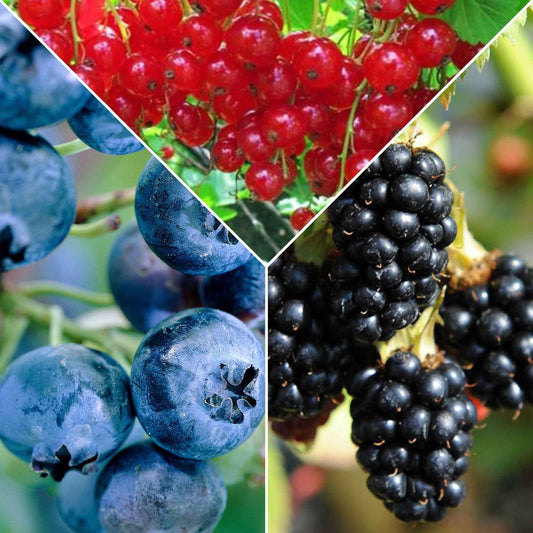 Fruit voor jam - Mix aalbes, blauwe bes, braam - Ribes rubrum 'jonkheer van tets', rubus fruticosus 'black satin', vac - Moestuin