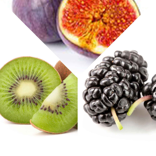 Zomerfruit - Mix moerbei + vijg + kiwi - Morus nigra 'mulle', ficus gustissimo 'perretta', actinidia delciosio - Heesters