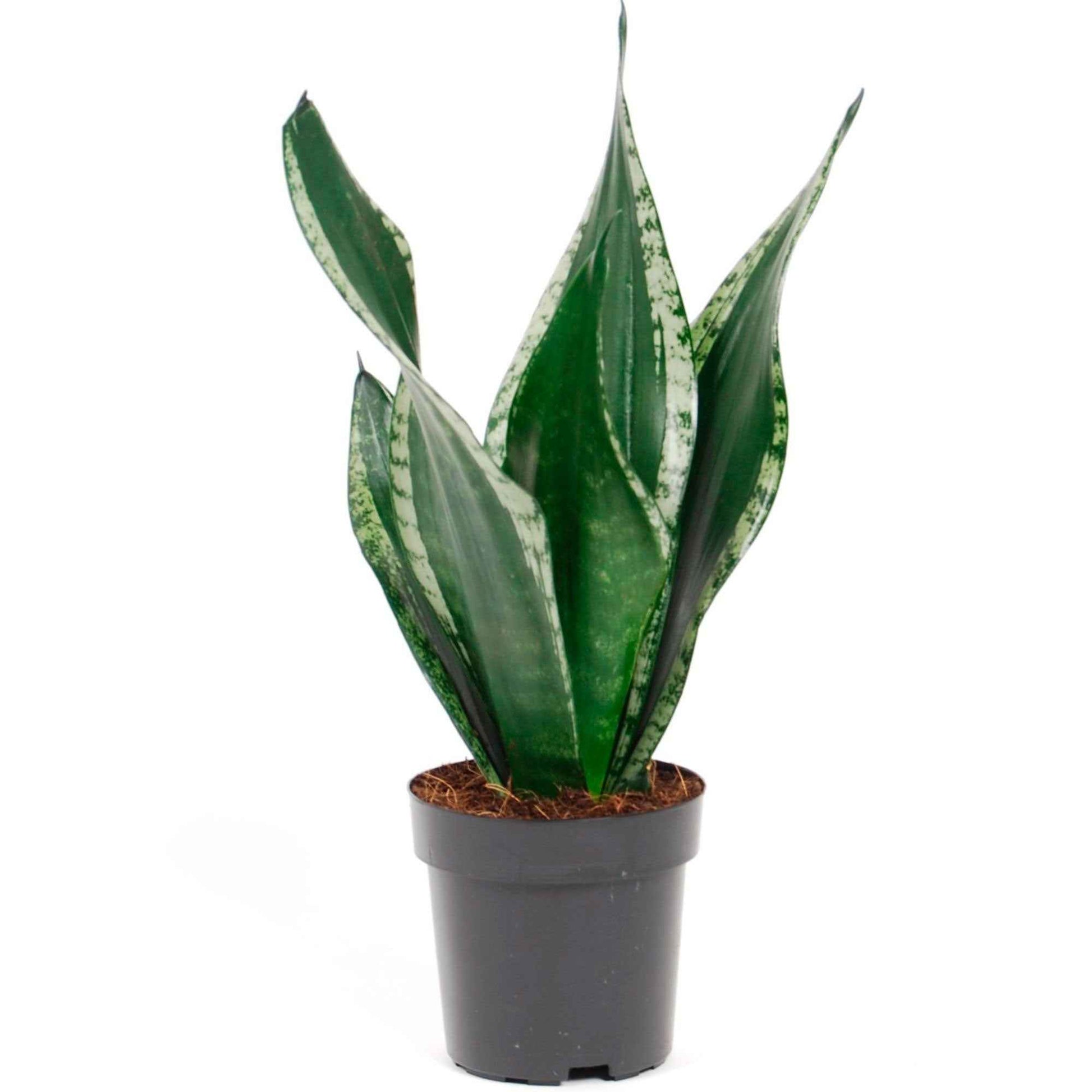 Vrouwentong Sansevieria 'Grey Stripe' - Sansevie.tri.grey stripe - Kamerplanten