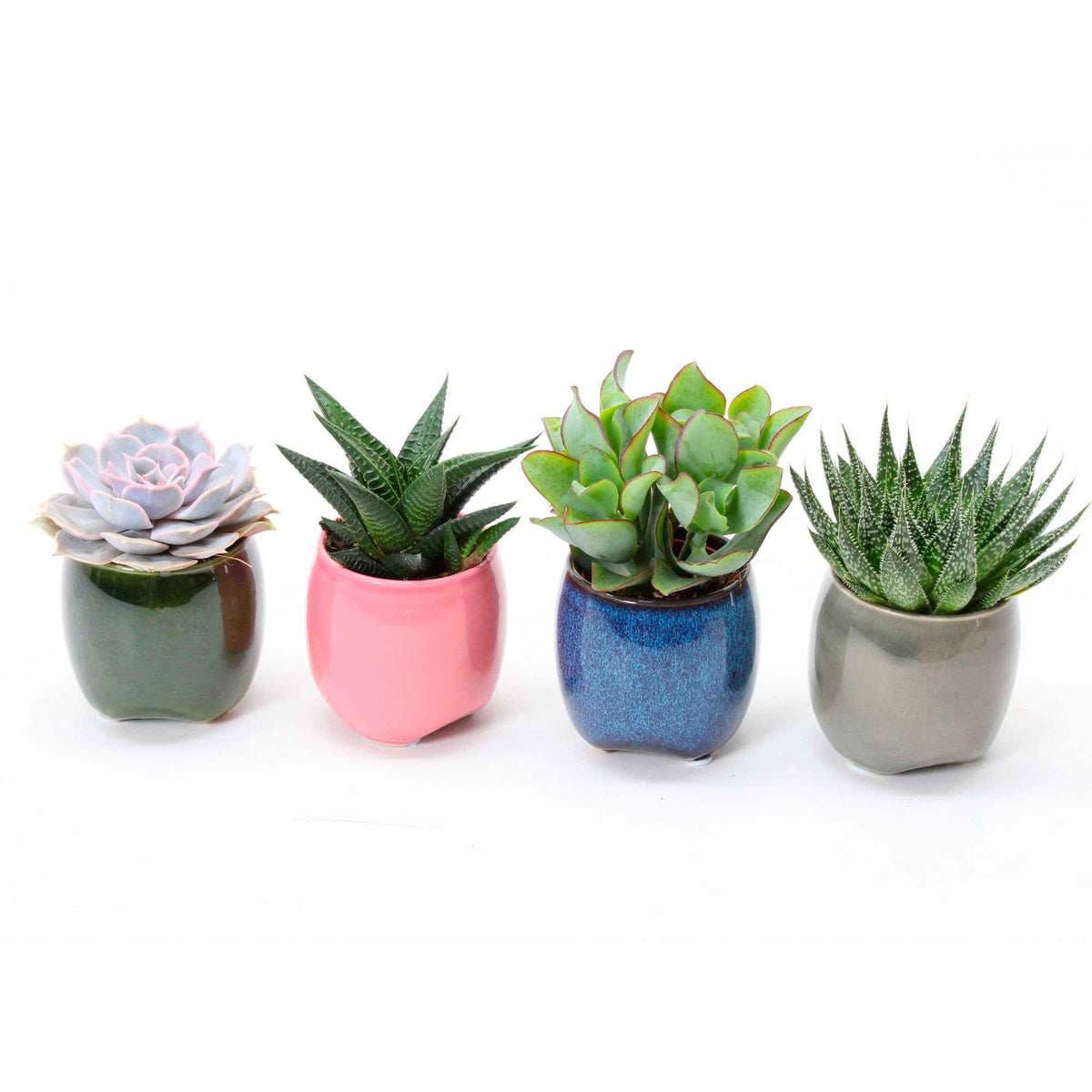 Succulent  Mix (x4) - Echeveria , Crassula , Haworthia , Aloe Aristata - Bakker