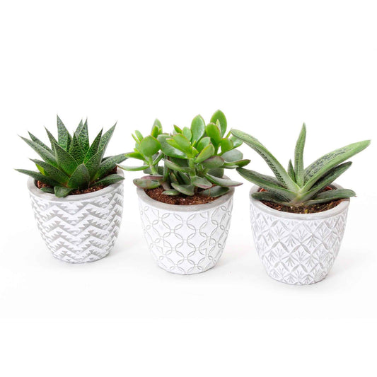 Succulent Mix (x3) - Bakker