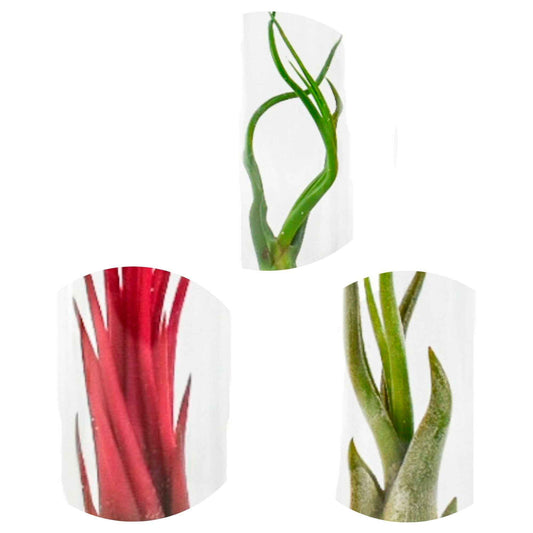 Tillandsia Mix in glazen buisjes - Bakker