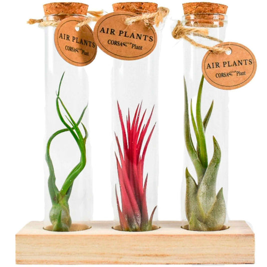 Tillandsia Mix in glazen buisjes - Tillandsia ionantha, tillandsia caput-medusae, tillandsia bulbosa - Bakker