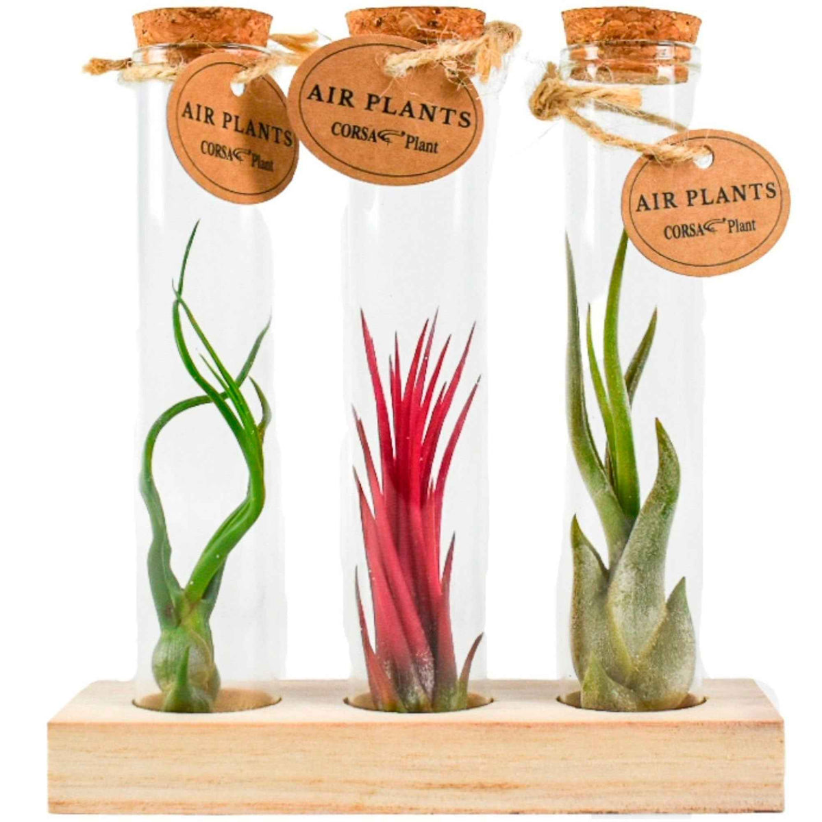 Tillandsia Mix in glazen buisjes - Tillandsia ionantha, tillandsia caput-medusae, tillandsia bulbosa - Bakker