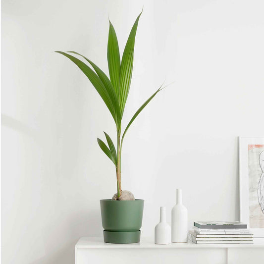 Kokospalm Cocos nucifera - Bakker