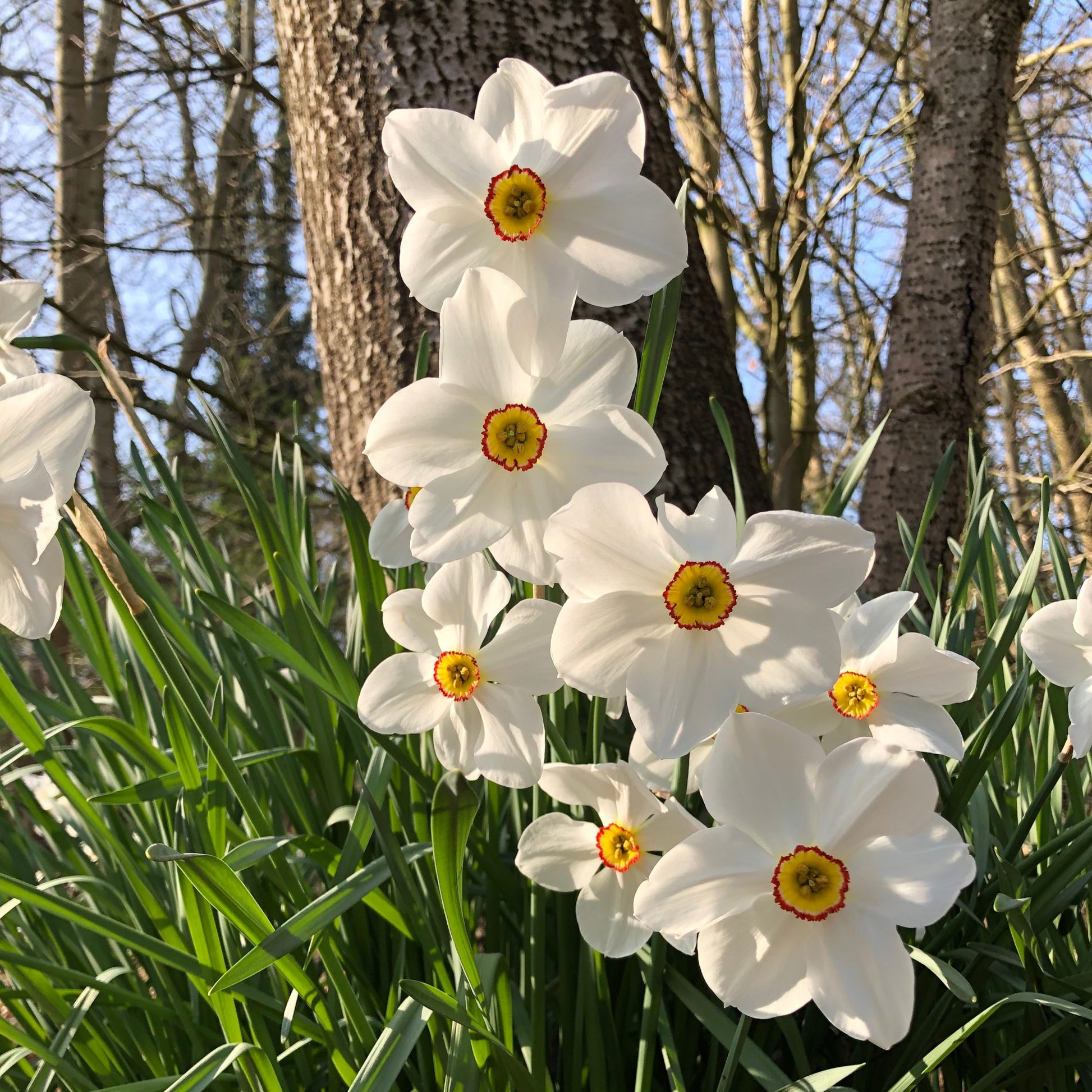 Maanden Narcissen collectie (x30) - Narcissus 'fortune', 'rijnveld early sensation', ' - Bloembollen