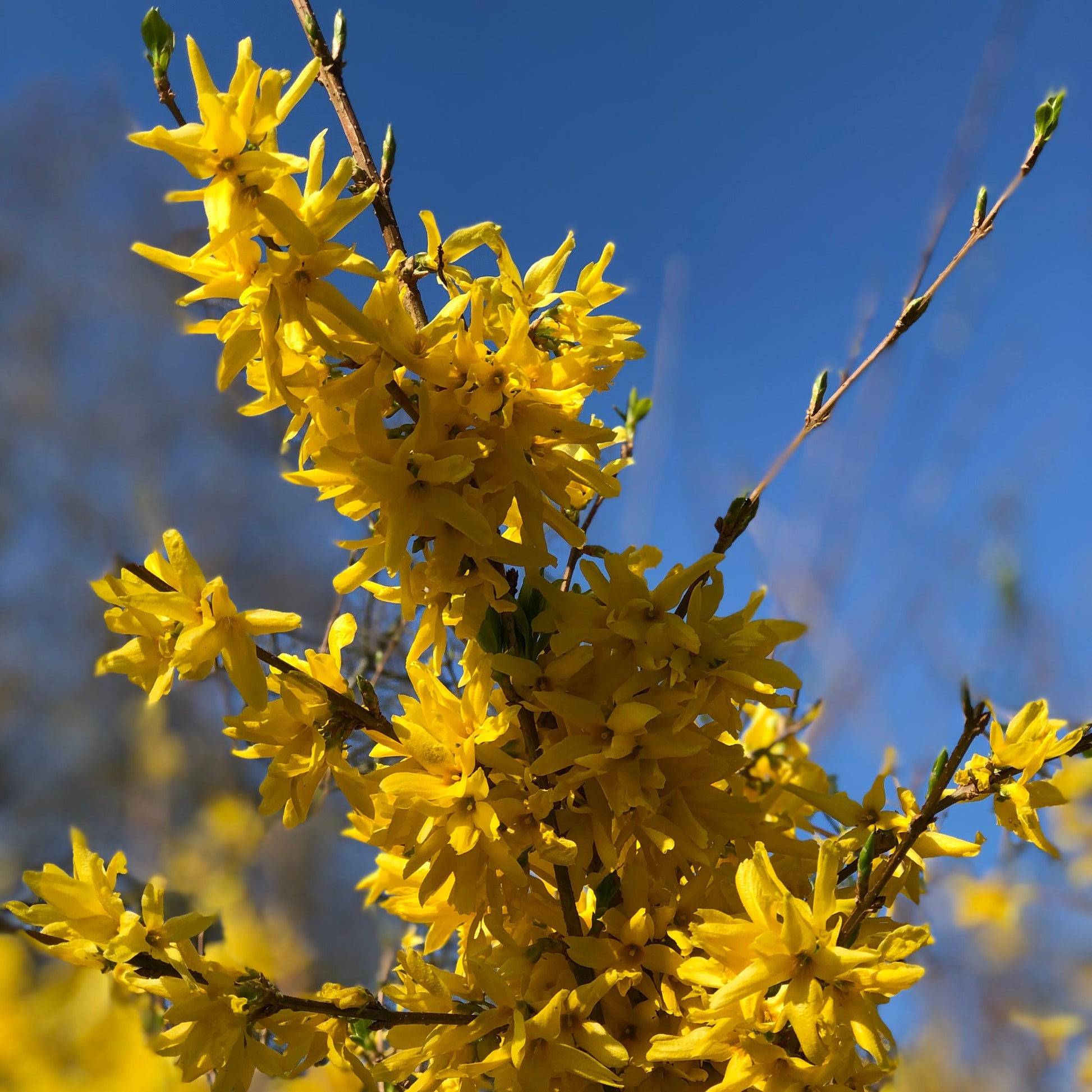 Voorjaarshagen collectie (x4) - Photinia, Forsythia, Spireae Grefsheim , Chaneomeles - Tuinplanten