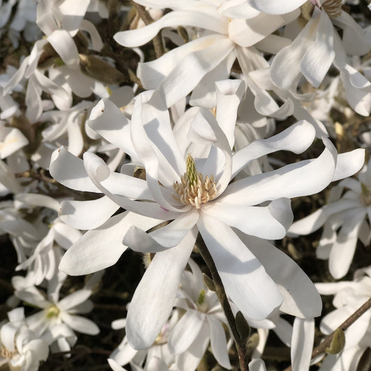 Stermagnolia - Magnolia stellata - Tuinplanten