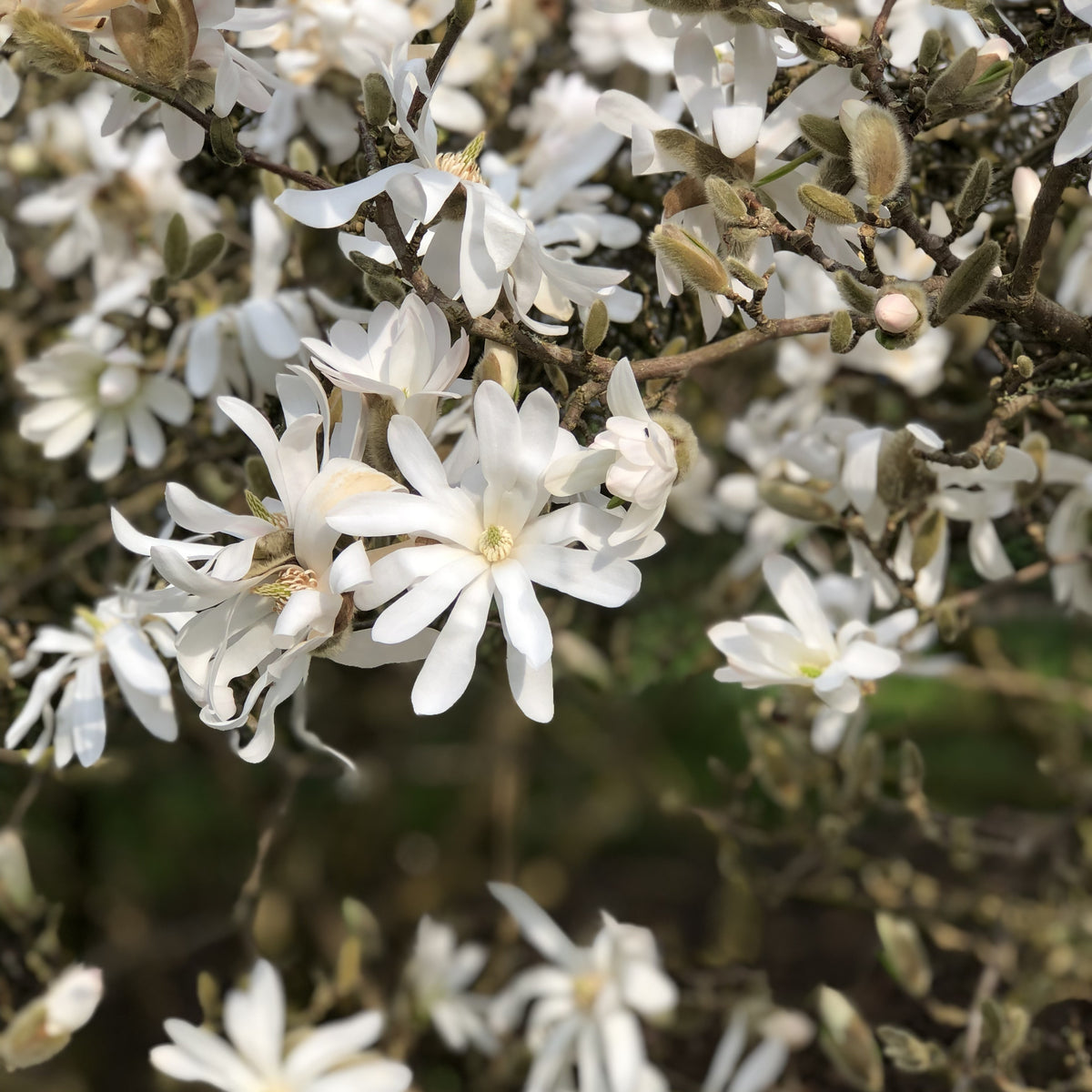 Stermagnolia - Magnolia stellata - Bakker
