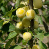 Pruimenboom 'Mirabelle de Nancy' - Prunus domestica mirabelle de nancy - Fruitbomen