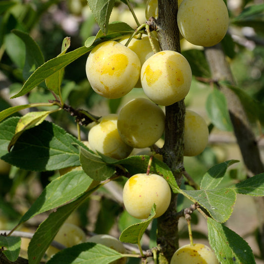 Pruimenboom 'Mirabelle de Nancy' - Prunus domestica mirabelle de nancy - Fruitbomen