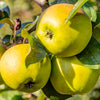 Appelboom 'Golden Delicious' - Malus domestica Golden Delicious - Fruitbomen