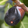 Vijgenboom 'Brogiotto Noir' - Bakker
