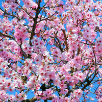 Amandelboom - Prunus dulcis Texas - Bakker