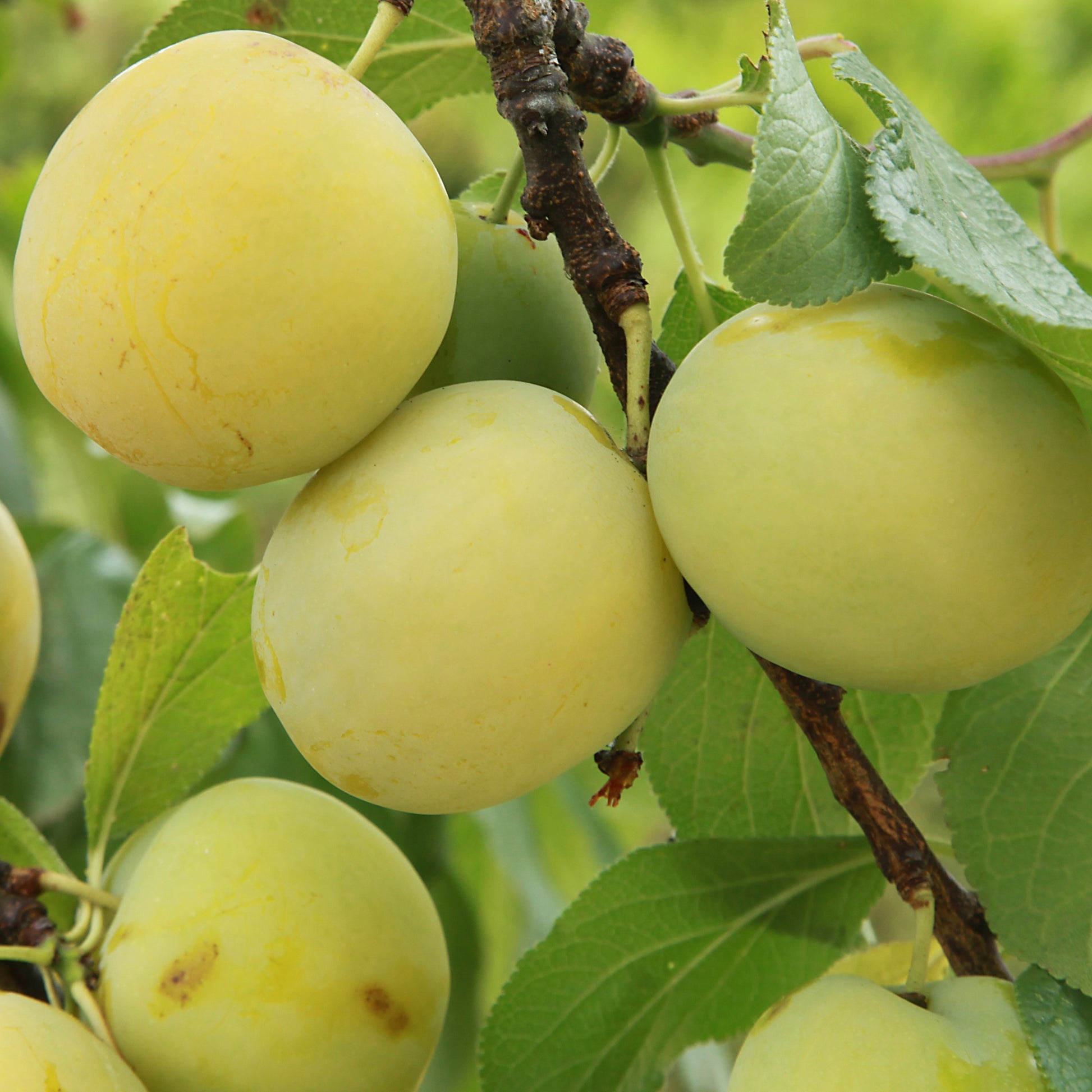 Pruimenboom 'Reine-Claude d'Oullins' - Prunus domestica reine-claude d'oullins - Fruitbomen