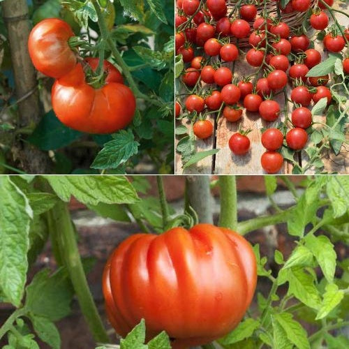 Klassieke tomatenplanten Mix