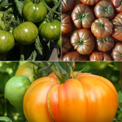Originele tomatenplanten Mix - Bakker