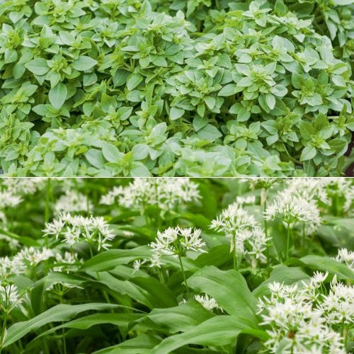 Kruidenlant Mix 'Basilicum' + 'Wilde knoflook' - Bakker