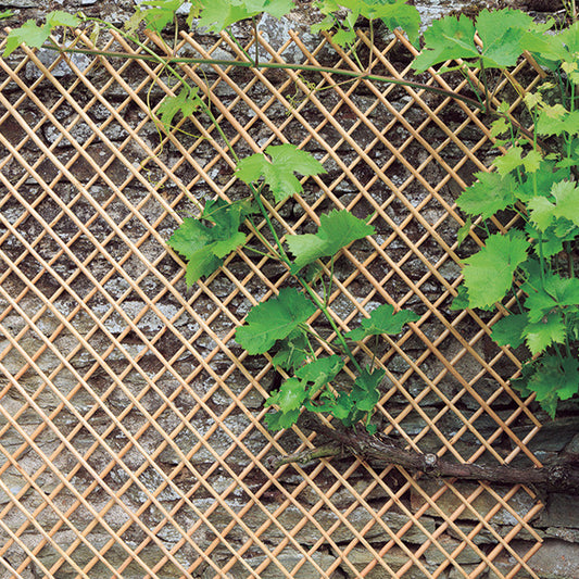 Verlengbare trellis van geschilde natuurlijke wilgentenen - Bakker