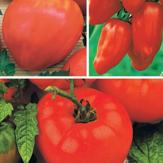 Tomatenmix 'Coeur de Boeuf' + 'St. Pierre' + 'San Marzano' - Collection 3 tomates savoureuses (coeur de boeuf, saint pierre, san m - Moestuin