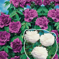 Collectie van 2 botanische rozen (x2) - Rosa rugosa hansa , boule de neige - Tuinplanten