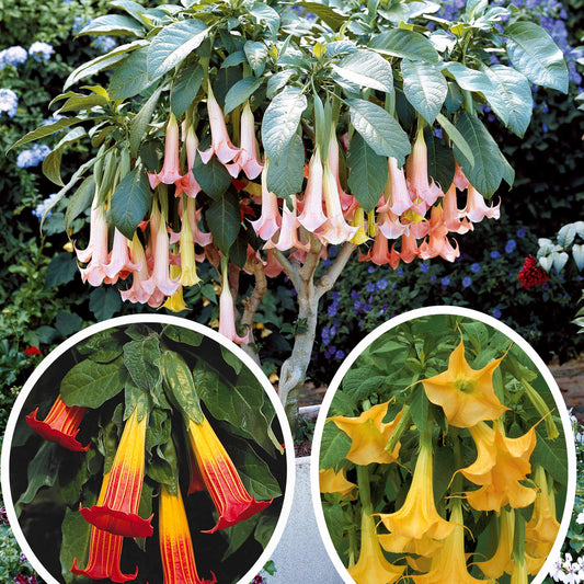 Collectie Brugmansia's: rood, geel enroze (x3) - Brugmansia - Terras- en balkonplanten