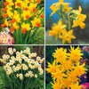 Collectie mini narcissen (x30) - Narcissus 'jet fire', 'rip van winkle','tête à têt - Bloembollen