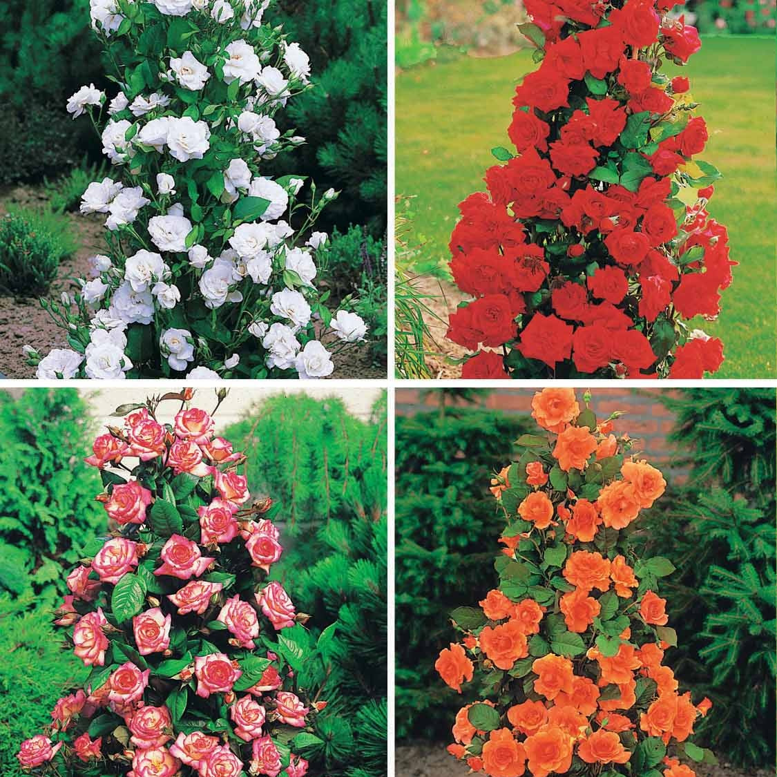 Rozenmix 'Shalom' + 'Korbin' + 'Westerland' + 'Land' (x4) - Rosa shalom + haendel + westerland+korbin - Tuinplanten