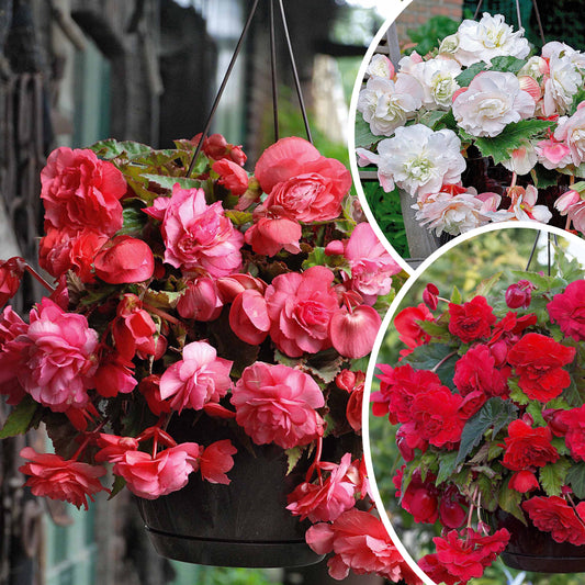 Geurende begonia Mix 'Red Glory' + 'Angelique' + 'Pink Delight' (x9) - Begonia 'red glory', 'angélique''pink delight' - Bloembollen