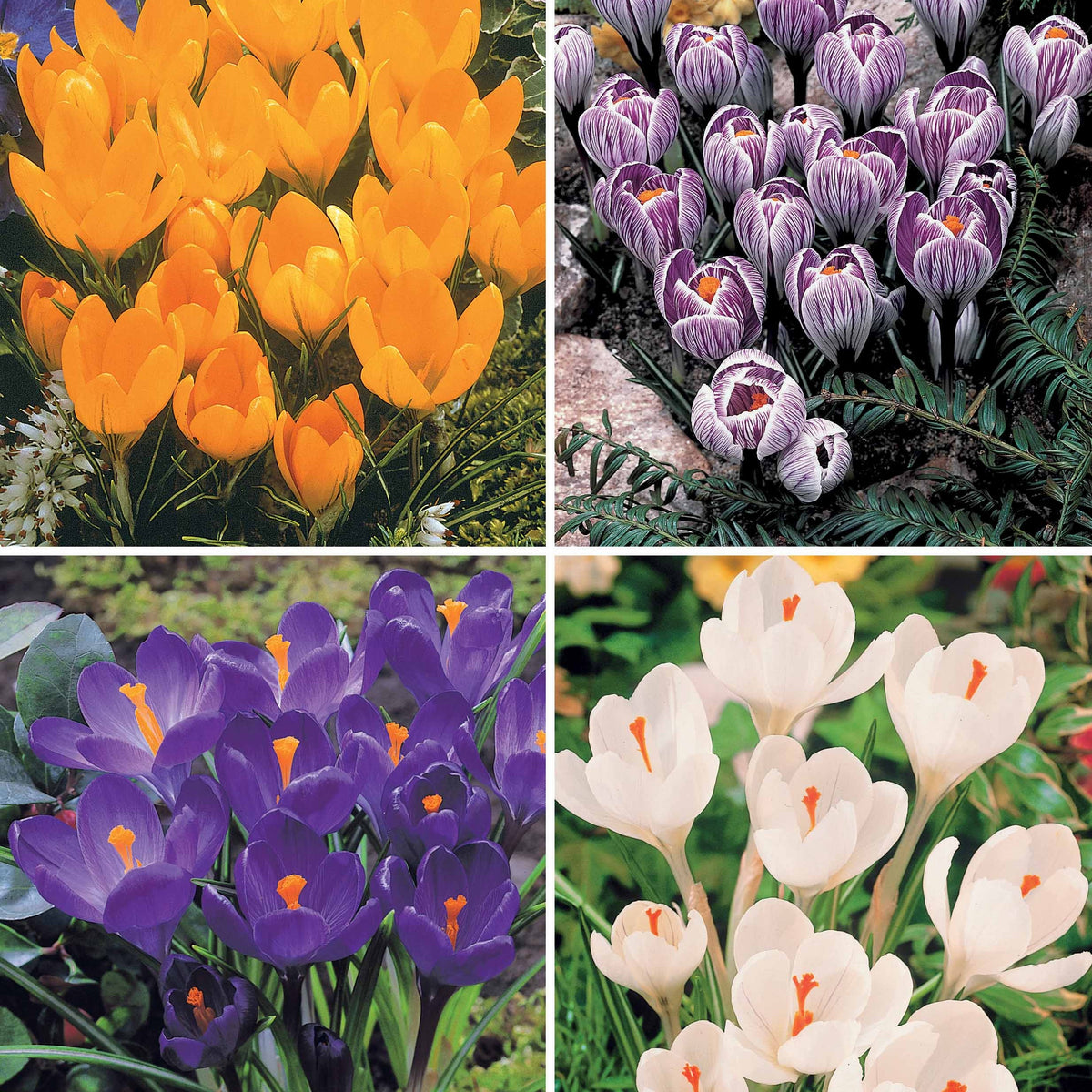 ColleCtie Grootbloemige Krokussen (x60) - Bakker