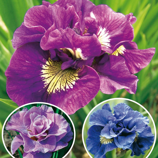 Siberische iris Mix