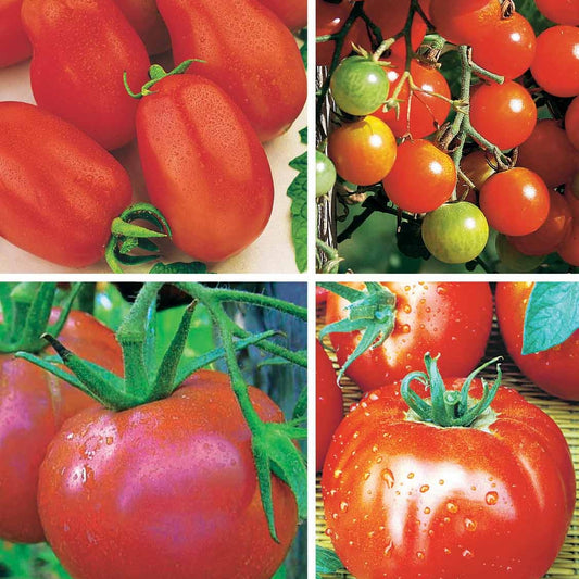 Collectie tomaten - Collection 4 tomates : Rose de Berne, Roma, Merveille des marchés, Sw - Moestuin