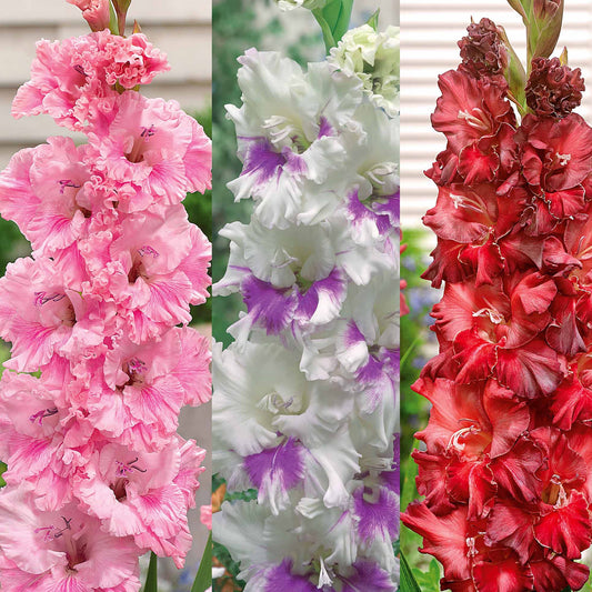 Collectie van papegaai-gladiolen (x30) - Gladiolus 'kirov','saratov','katherina' - Bloembollen