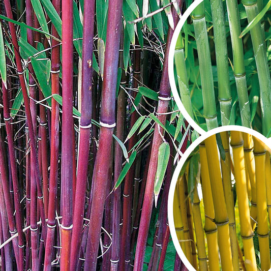 Bamboe Collectie: groen, geel, rood (x3) - Phyllostachys bissetii, aureosulcata Aureocaulis, Fargesia scabrida Asian Wonder - Tuinplanten